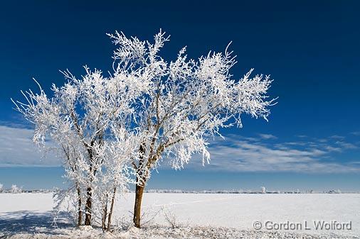 Frosty Trees_52664.jpg - Photographed east of Ottawa, Ontario - the capital of Canada.